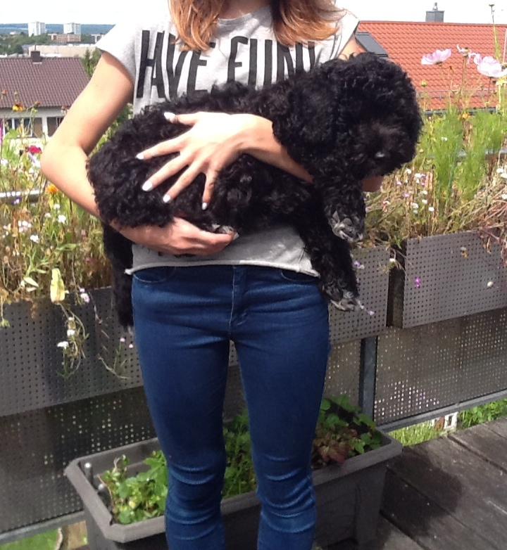 Domino (26)